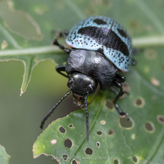 Platyphora panamensis