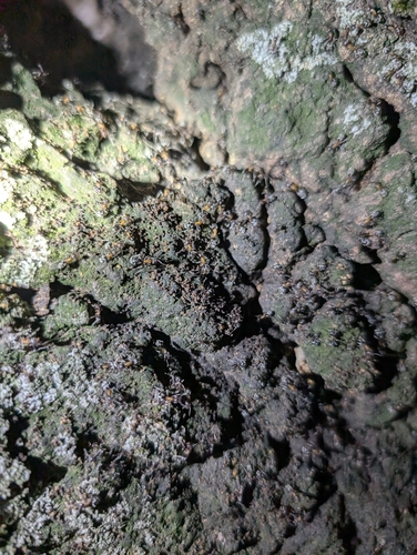 Small-headed tree ant