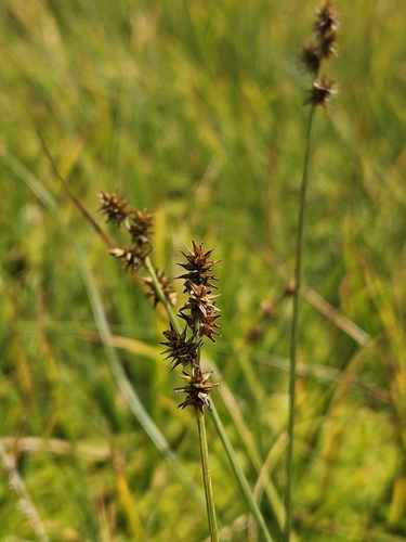 star sedge