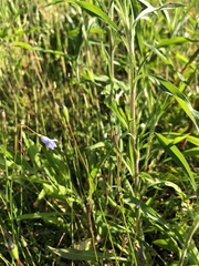 Wahlenbergia marginata