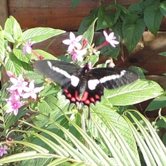 Parides agavus