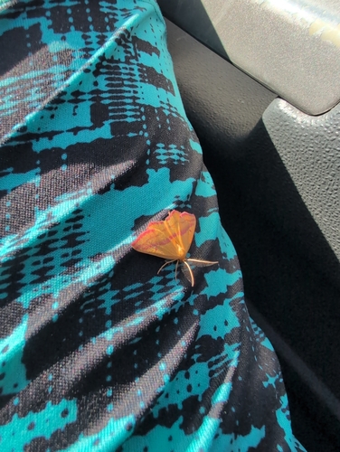 Chickweed Geometer Moth