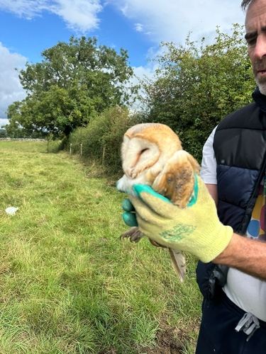 Western Barn Owl