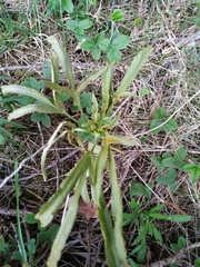 Puccinia sii-falcariae