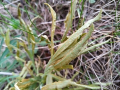 Puccinia sii-falcariae