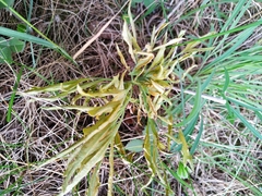 Puccinia sii-falcariae