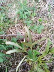 Puccinia sii-falcariae