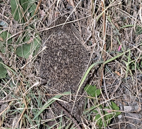 Northern White-breasted Hedgehog