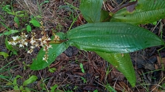 Miconia impetiolaris
