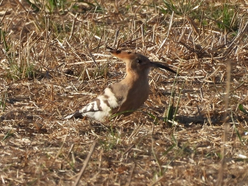 Common Hoopoe