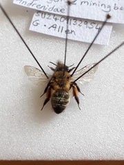 Andrena bimaculata