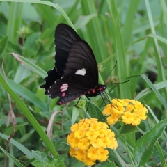 Parides anchises nephalion