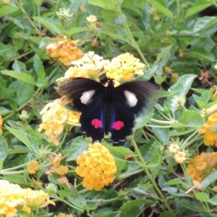 Parides anchises nephalion