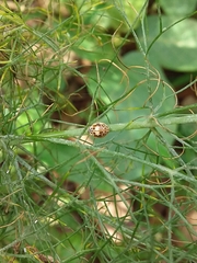 Psyllobora confluens