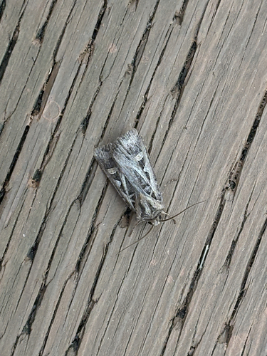 Dingy Cutworm Moth