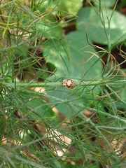 Psyllobora confluens