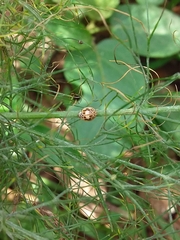 Psyllobora confluens