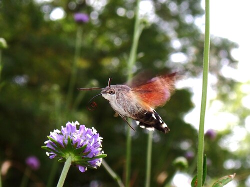 Eurasian Hummingbird Hawkmoth