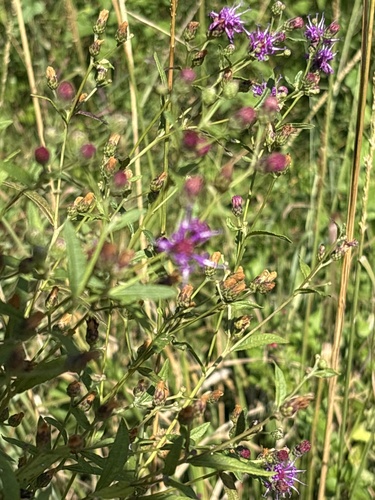 Vernonia texana, 2026-08-30
