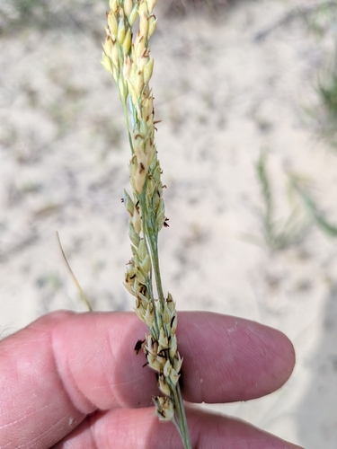 Panicum amarum, photograph 1