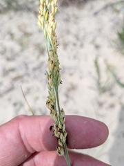 Panicum amarum