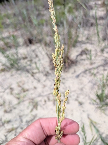 Panicum amarum, photograph 2