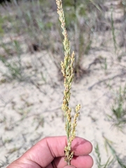 Panicum amarum, photograph (c) Devin Floyd, some rights reserved (CC BY)