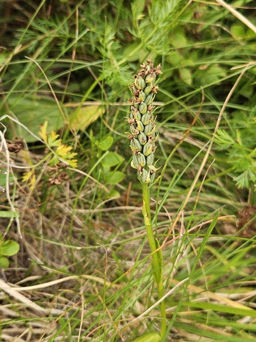 Small-white Orchid