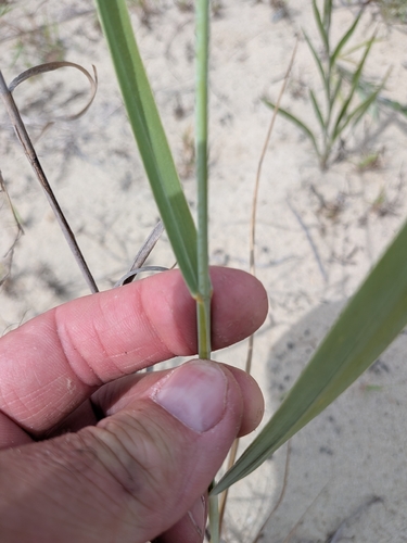 Panicum amarum, photograph 3