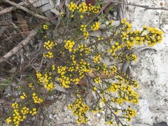 Marasmodes fasciculata