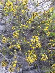 Marasmodes fasciculata