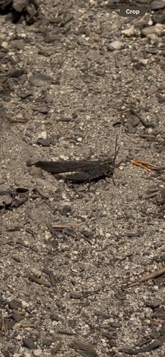 iNaturalist observation photo of Crackling Forest Grasshopper