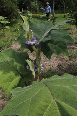Solanum quitoense
