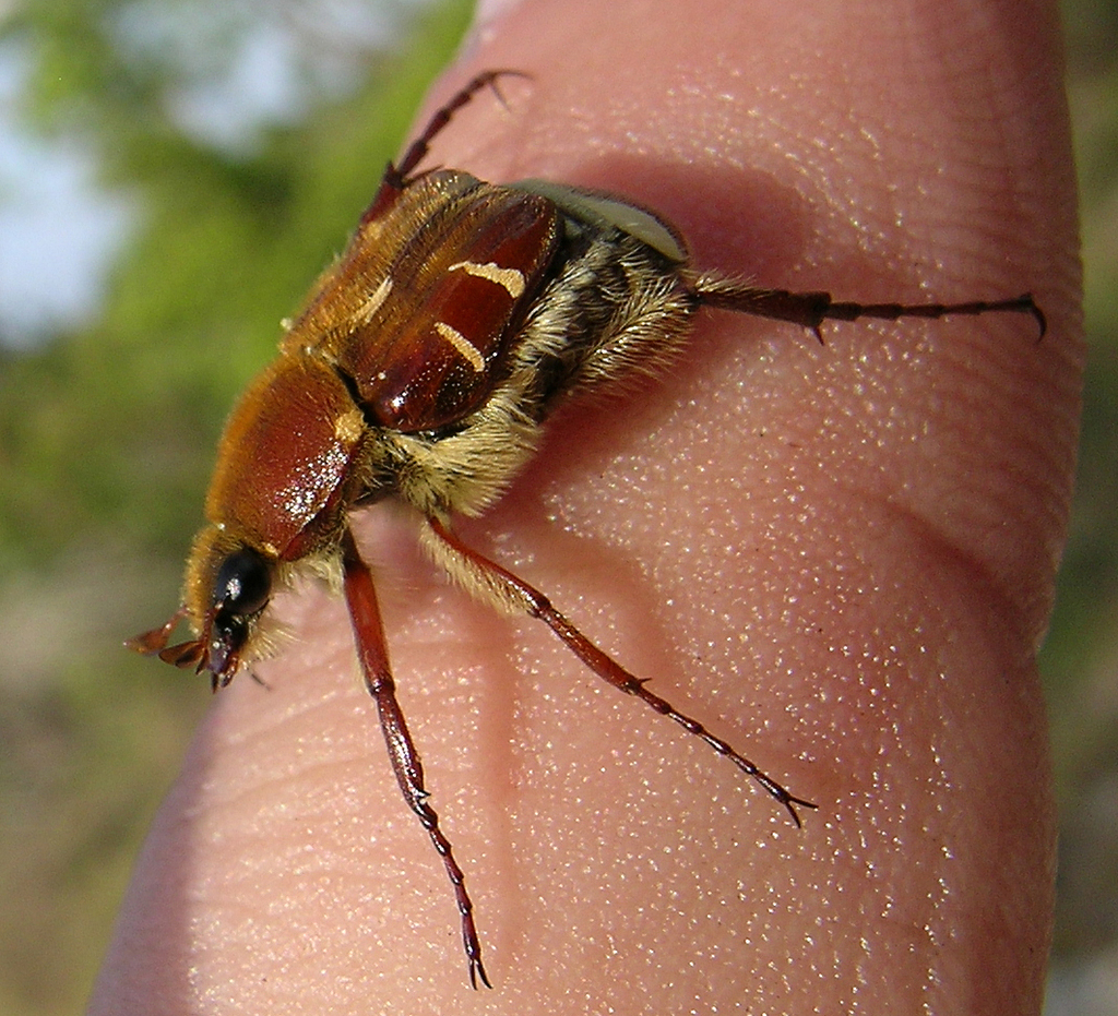Florida flower scarab