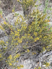 Marasmodes fasciculata