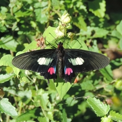 Parides anchises nephalion