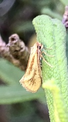 Odontiini