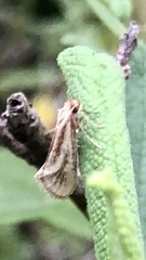 Odontiini
