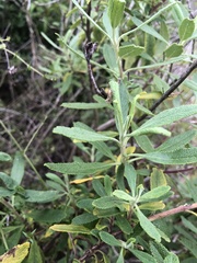 Odontiini