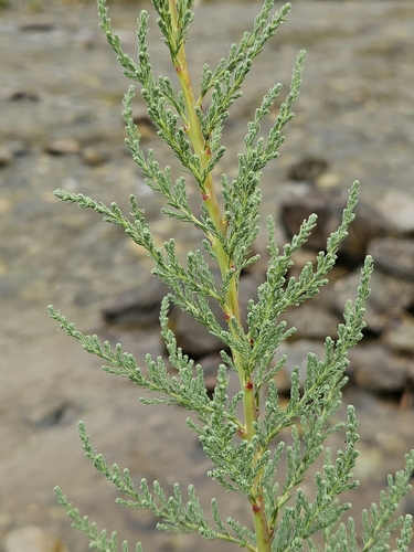 Myricaria
