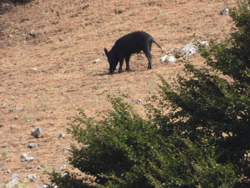 Wild Boar