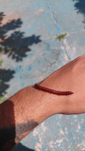 Rusty Millipede