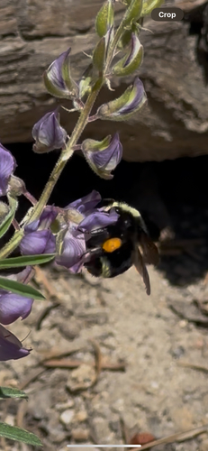 iNaturalist observation photo of Yellow-faced Bumble Bee