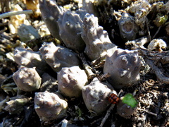 Piaranthus comptus