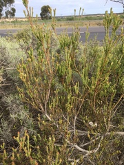 Leucadendron thymifolium