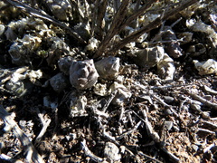 Piaranthus comptus
