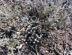 Piaranthus comptus