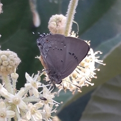 Parrhasius polibetes