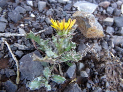 Cuspidia cernua annua