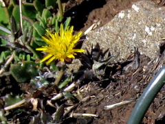 Cuspidia cernua annua